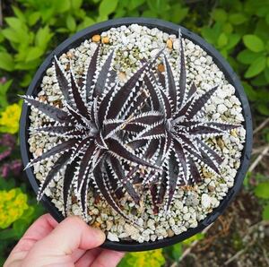 送料無料　Dyckia 'keswick' original clone Bill Baker hybridディッキア　活着済