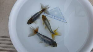 銀魚　３匹（雄１、雌２）