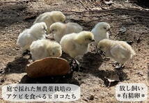 東京烏骨鶏 烏骨鶏 4個 有精卵 種卵 食用 放し飼い ふわふわ もこもこ 送料無料_画像4