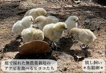 東京烏骨鶏 烏骨鶏 １０個 有精卵 種卵 食用 放し飼い ふわふわ もこもこ 送料無料_画像4