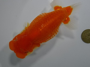 * large ten thousand golgfish * burr . for two -years old female red ..no.17