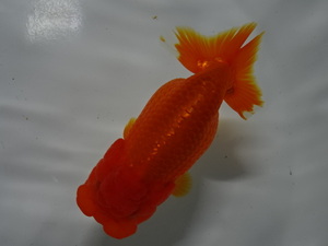 * large ten thousand golgfish *. possibility two -years old female element red no.18