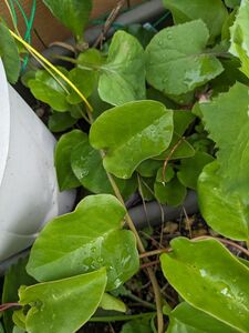 オカワカメ　雲南百薬（うんなんひゃくやく）　苗　緑のカーテン　グリーンカーテン　家庭菜園