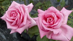 【プリンセス・マーガレット・オブ・イングランド】艶やかな明るいピンク色の花弁