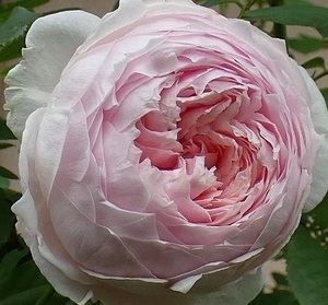 【クリスティアーナ 】繊細な花容のカップ咲き