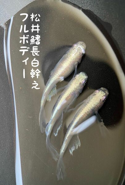 松井鰭長白幹之フルボディー　有精卵　30個