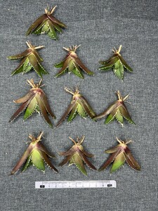 No:407多肉植物アガベ チタノタ　南アフリカダイヤモンド agave titanota South Africa Diamond SAD 10株