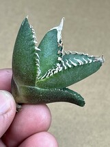 No:A07多肉植物アガベ チタノタ　南アフリカダイヤモンド agave titanota South Africa Diamond SAD_画像1