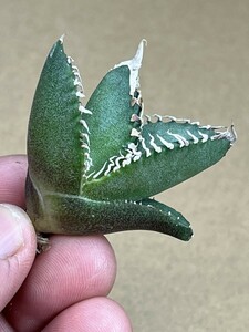 No:A07多肉植物アガベ チタノタ　南アフリカダイヤモンド agave titanota South Africa Diamond SAD
