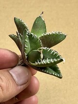 No:A10多肉植物アガベ チタノタ　南アフリカダイヤモンド agave titanota South Africa Diamond SAD_画像3