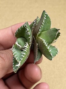 No:A10多肉植物アガベ チタノタ　南アフリカダイヤモンド agave titanota South Africa Diamond SAD