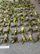 No:A30多肉植物アガベ チタノタ 凱撒 シーザー agave titanota caesar 中小株 100株_画像3