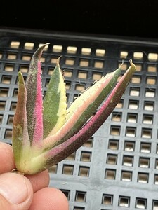 No:A56多肉植物アガベチタノタスナグルトゥース優良血統 Agave Titanota 