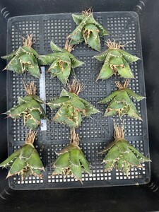 No:C02 суккулентное растение агава chitanota..si- The -agave titanota caesar чуть более . первоклассный прекрасный АО очень редкий! 10 АО 