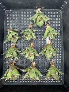 No:C05 суккулентное растение агава chitanota..si- The -agave titanota caesar чуть более . первоклассный прекрасный АО очень редкий! 10 АО 