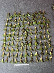 No:C47多肉植物アガベ チタノタ 凱撒 シーザー agave titanota caesar 中小株 100株