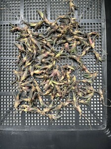 No:C61 多肉植物アガベ チタノタ 海王 agave titanota seaking 小株 100株
