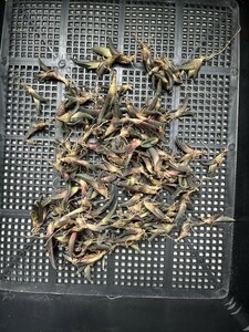 No:C62多肉植物アガベ チタノタ 海王 agave titanota seaking 小株 100株