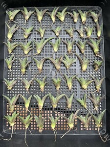 No:C81多肉植物アガベ チタノタ　南アフリカダイヤモンド agave titanota South Africa Diamond SAD 極上中小株 50株