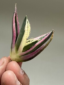 No:C68多肉植物アガベチタノタスナグルトゥース優良血統 Agave Titanota 