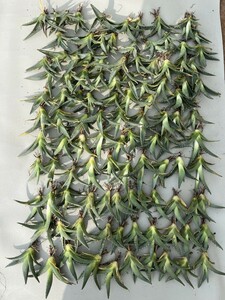 No:C79多肉植物アガベ チタノタ 帝君 agave emperor 極上強棘 狂刺 背棘 激レア高級品種 精選中小株 100株