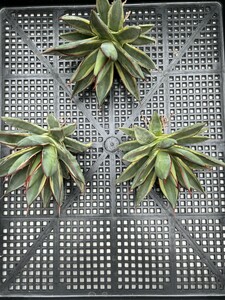 No:D24アガベ 【特選】多肉植物 雷 バーントバーガンディ＊Agave Burnt Burgundy 3株