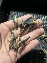 No:D69多肉植物アガベ チタノタ 海王 agave titanota seaking 小株 30株_画像2