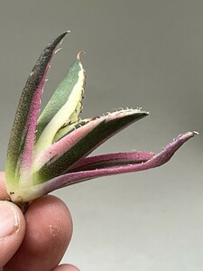 No:D85多肉植物アガベチタノタスナグルトゥース優良血統 Agave Titanota 