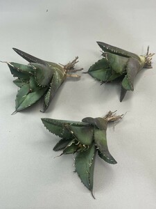 No:G12 多肉植物 アガベ チタノタ Agave titanota 黒豹（ダイヤモンド） 3株