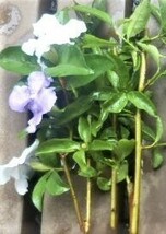 ニオイバンマツリ、挿し穂５本　紫～白に変化します。。_画像2