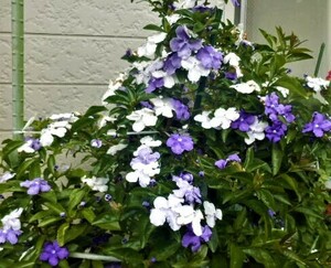 ニオイバンマツリ、挿し穂５本　紫～白に変化します。。