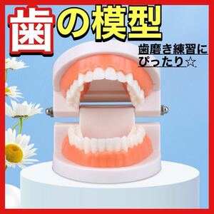 歯の模型 歯磨き練習 歯磨き 歯医者 子供 キッズ 180度開閉 知育 知育玩具