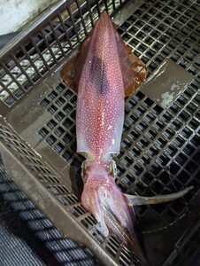 山陰 島根県産 天然 剣先イカ 白イカ 一本釣り 約6kg 