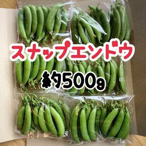 農薬不使用　農家直送　スナップえんどう　500g フレッシュ