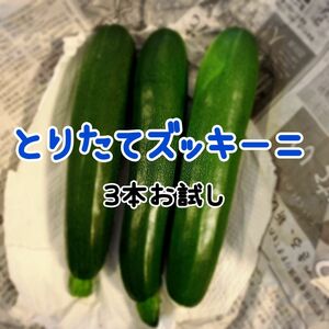 お試し3本　ズッキーニ 農家直送　旬の野菜　フレッシュ