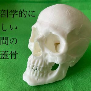 解剖学的に正しい人間の頭蓋骨