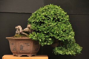 tsurumasaki country manner exhibition exhibition .| high grade love . house worth seeing | top and bottom 40.| root finished half ..| bonsai 