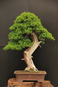  one rank ichii bonsai | beautiful . car li.| height of tree 88.