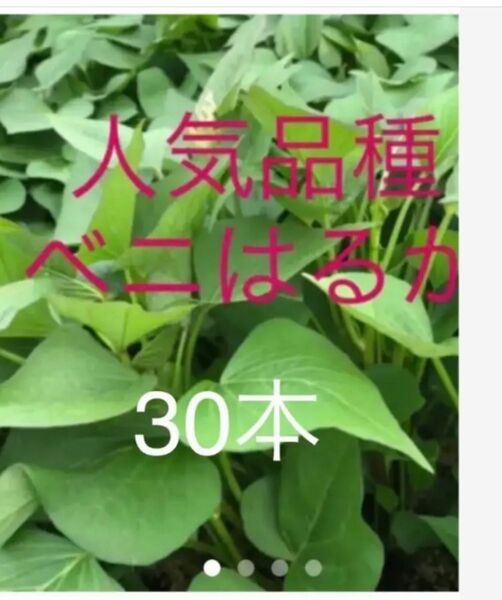 人気品種はるか芋苗30本サツマイモ苗