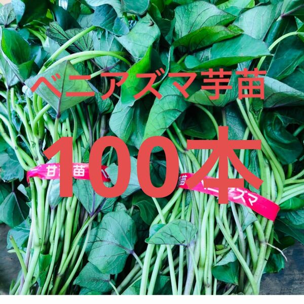 ベニあずま芋苗100本サツマイモ苗