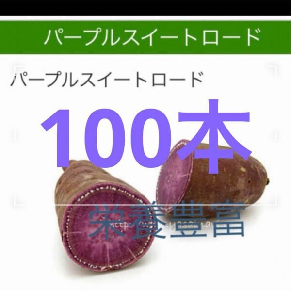 むらさき芋苗100本サツマイモ苗