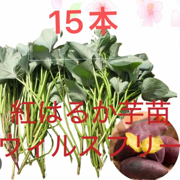 ベニはるか芋苗15本サツマイモ苗