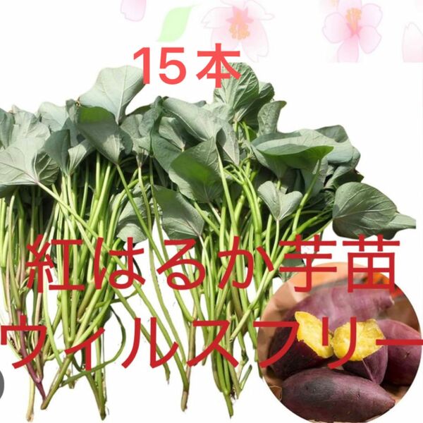 ベニはるか芋苗15本サツマイモ苗