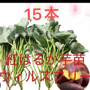 ベニはるか芋苗15本サツマイモ苗