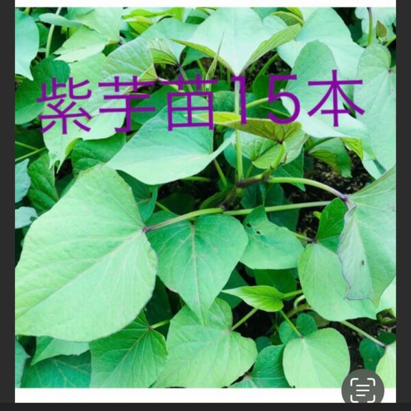 パープル紫芋苗15本サツマイモ苗