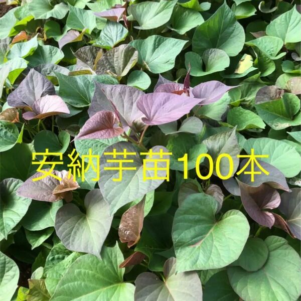 安納芋苗100本サツマイモ苗