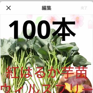 紅はるか芋苗100本サツマイモ苗