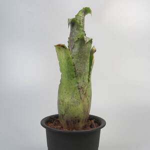 1. ホヘンベルギア ☆ Hohenbergia magnispina ★ タンクブロメリア