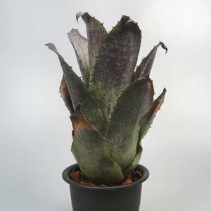 2. ホヘンベルギア ☆ Hohenbergia leopoldo-horstii Black form ★ タンクブロメリア