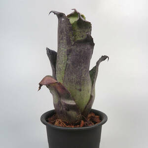 3. ホヘンベルギア ☆ Hohenbergia leopoldo-horstii Black form ★ タンクブロメリア